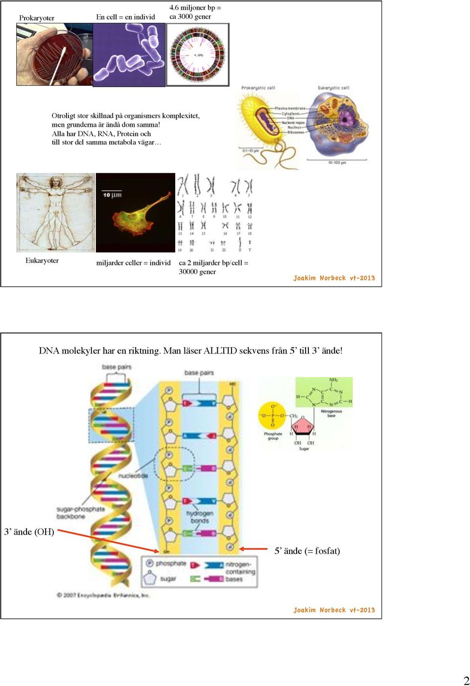 ! Alla har DNA, RNA, Protein och! till stor del samma metabola vägar! Eukaryoter!
