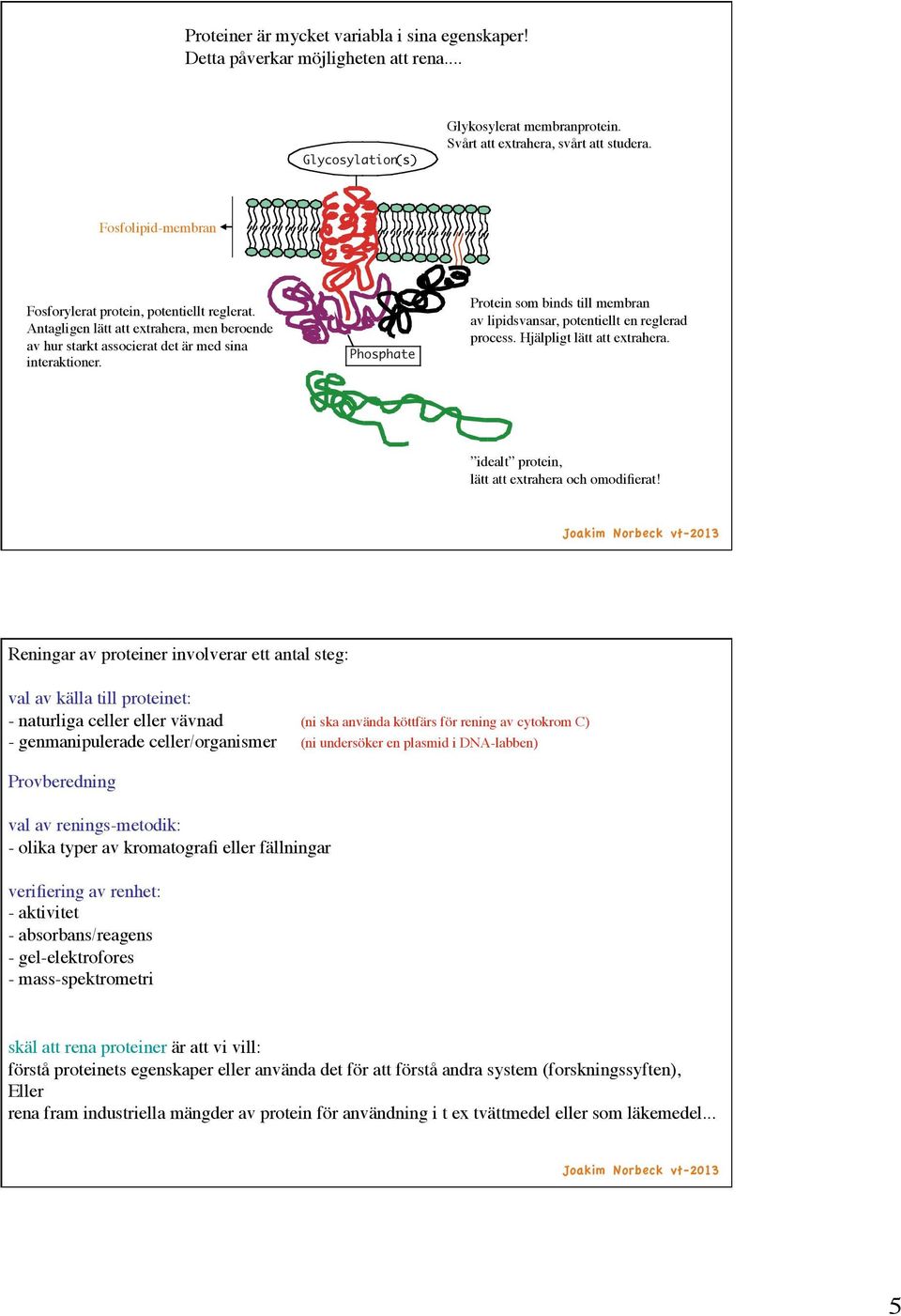 ! Glycosylation (s) Phosphate Protein som binds till membran! av lipidsvansar, potentiellt en reglerad! process. Hjälpligt lätt att extrahera.! idealt protein,! lätt att extrahera och omodifierat!