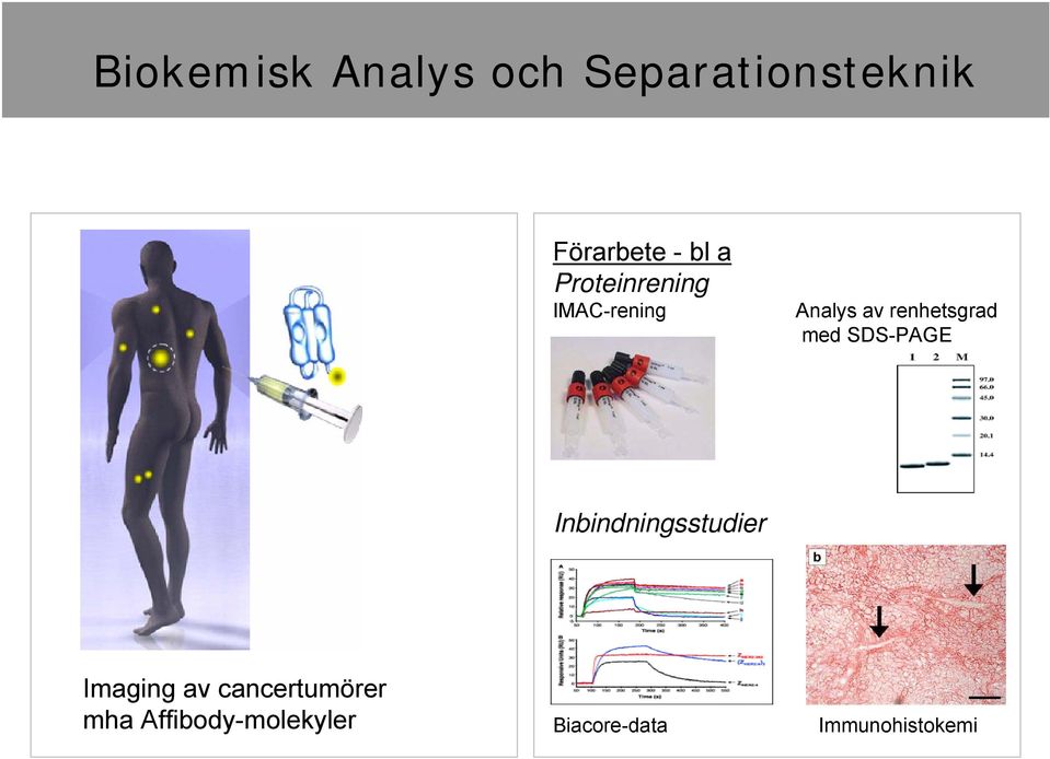 med SDS-PAGE Inbindningsstudier Imaging av