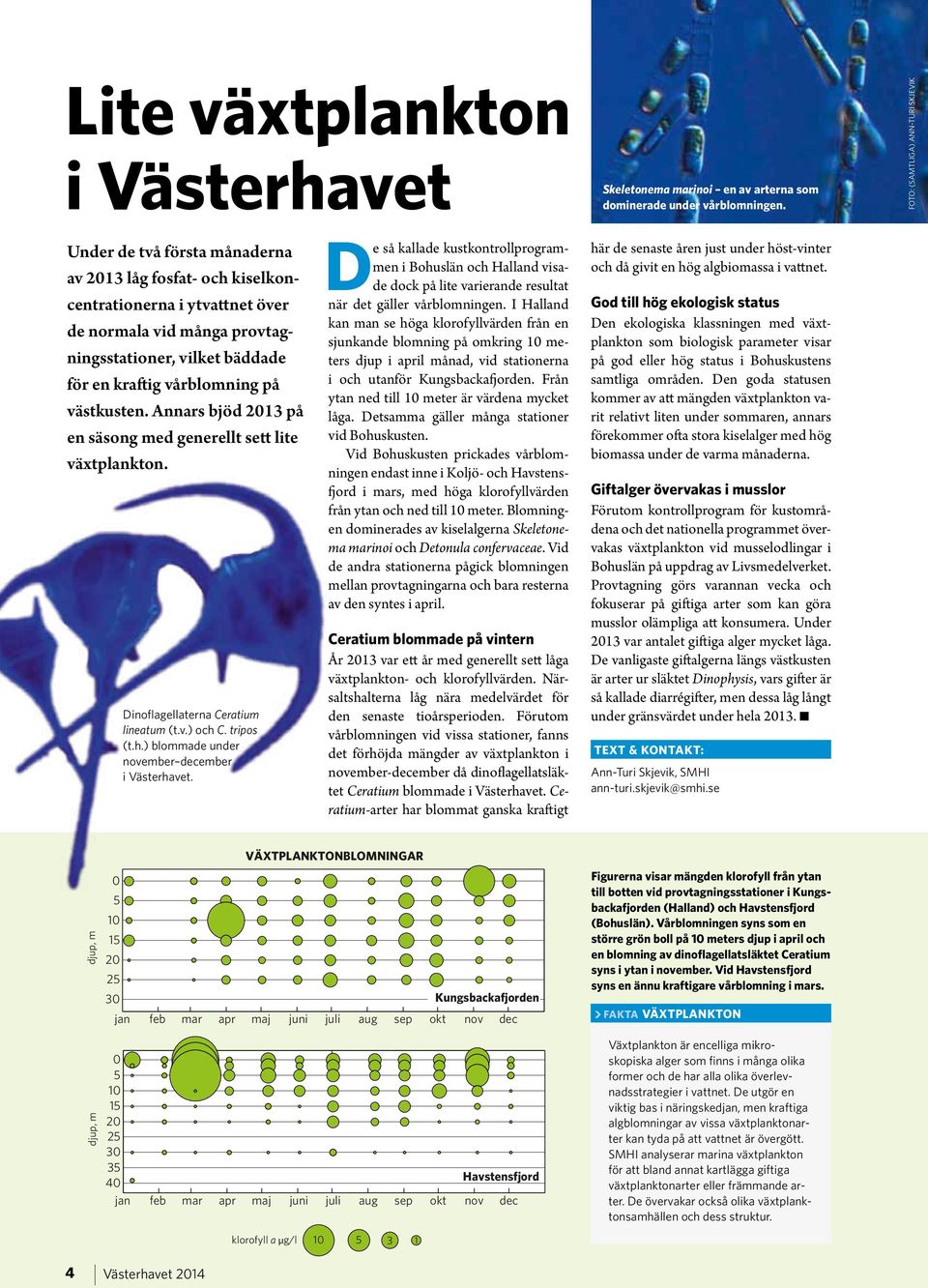 kraftig vårblomning på västkusten. Annars bjöd 2013 på en säsong med generellt sett lite växtplankton. Dinoflagellaterna Ceratium lineatum (t.v.) och C. tripos (t.h.) blommade under november december i Västerhavet.
