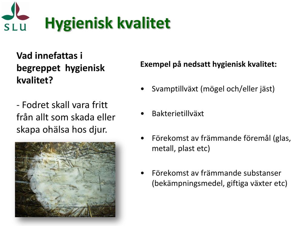 Exempel på nedsatt hygienisk kvalitet: Svamptillväxt (mögel och/eller jäst)