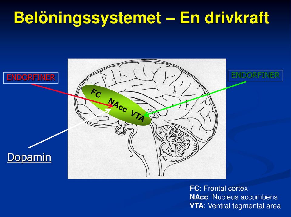 FC: Frontal cortex NAcc: Nucleus