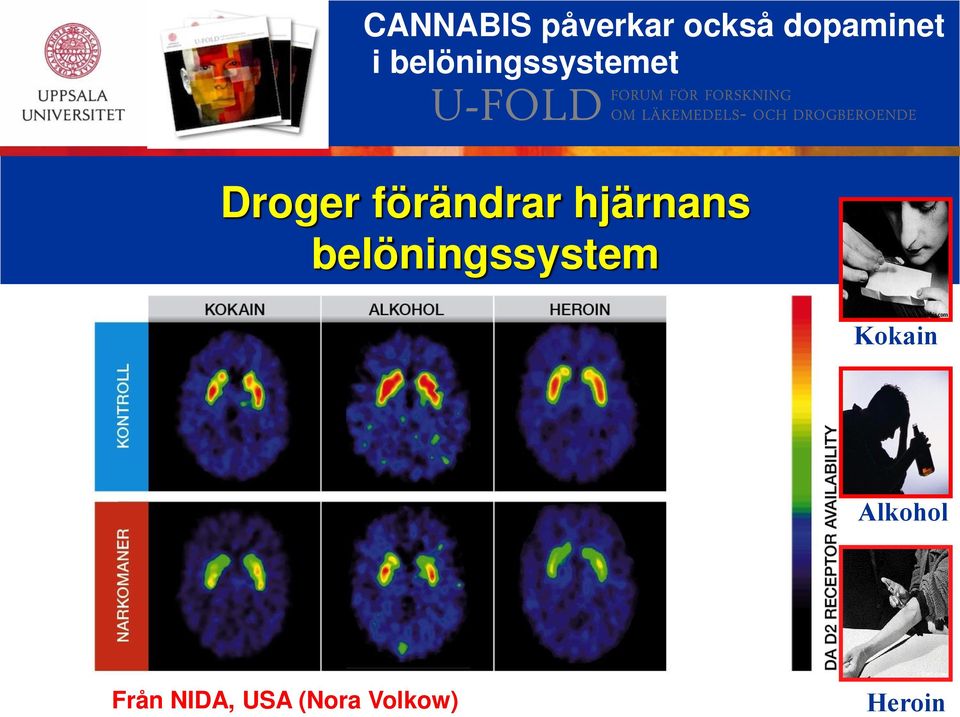 hjärnans belöningssystem Kokain