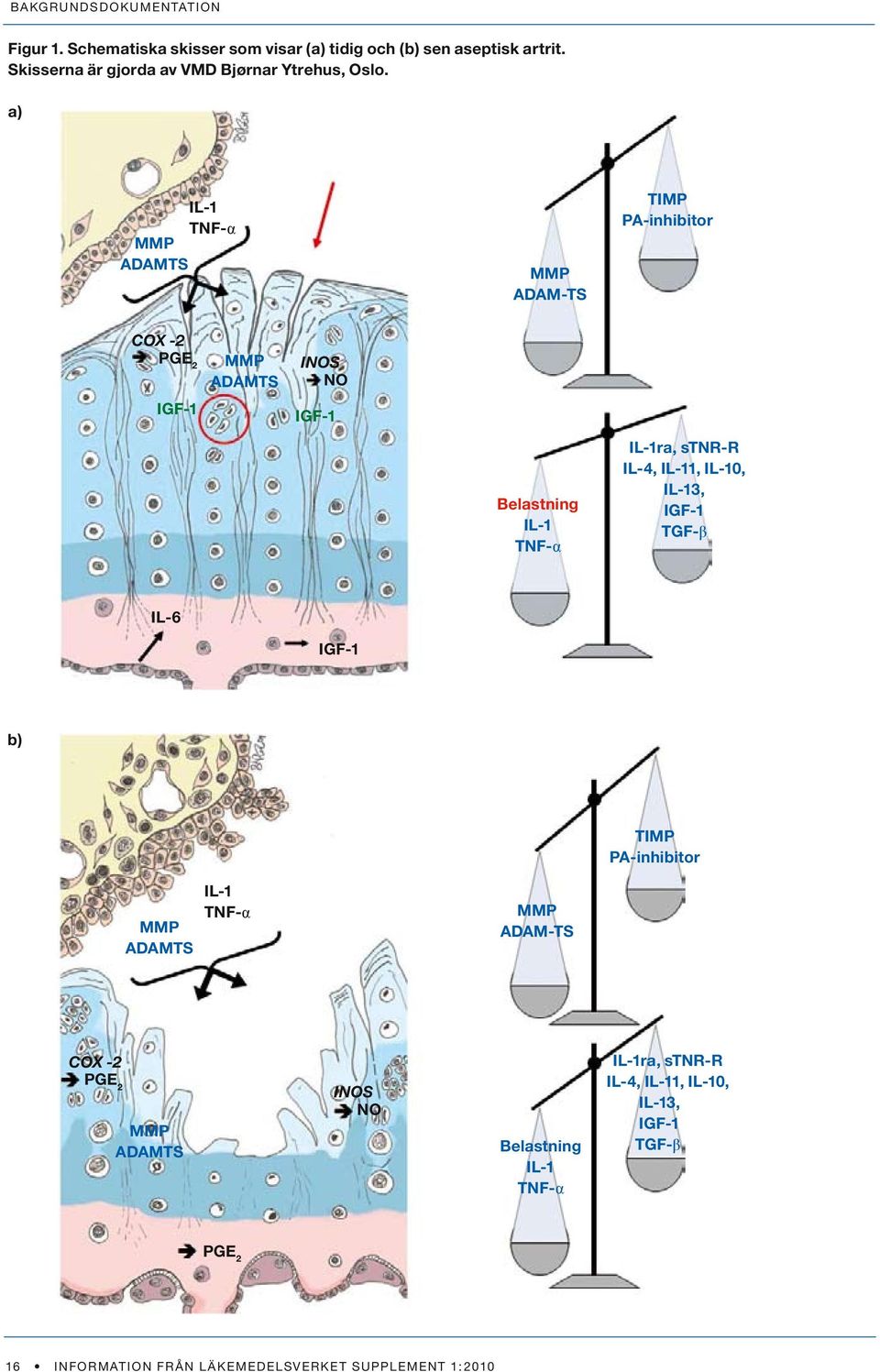 stnr-r IL-4, IL-11, IL-10, IL-13, IGF-1 TGF-β IL-6 IGF-1 b) TIMP PA-inhibitor MMP ADAMTS IL-1 TNF-α MMP ADAM-TS COX -2 PGE 2 MMP