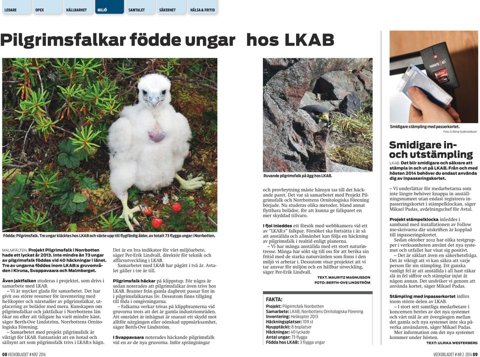 Inte mindre än 73 ungar av pilgrimsfalk föddes vid 40 häckningar i länet. Tre av ungarna föddes inom LKAB:s gruvområden i Kiruna, Svappavaara och Malmberget.