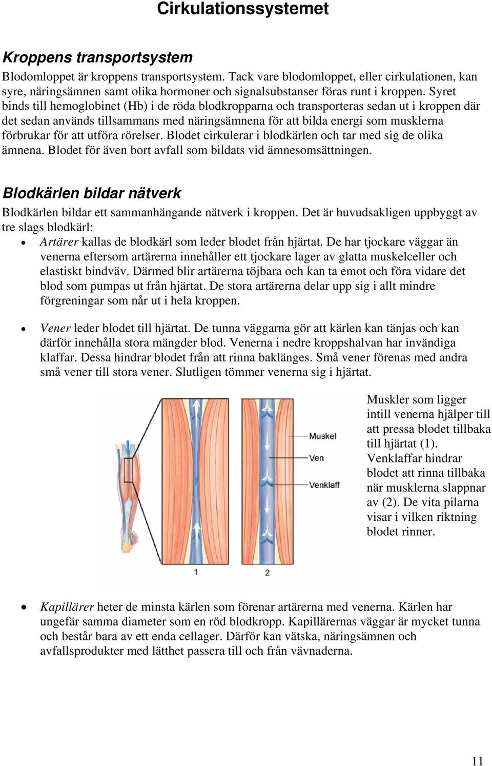 Syret binds till hemoglobinet (Hb) i de röda blodkropparna och transporteras sedan ut i kroppen där det sedan används tillsammans med näringsämnena för att bilda energi som musklerna förbrukar för