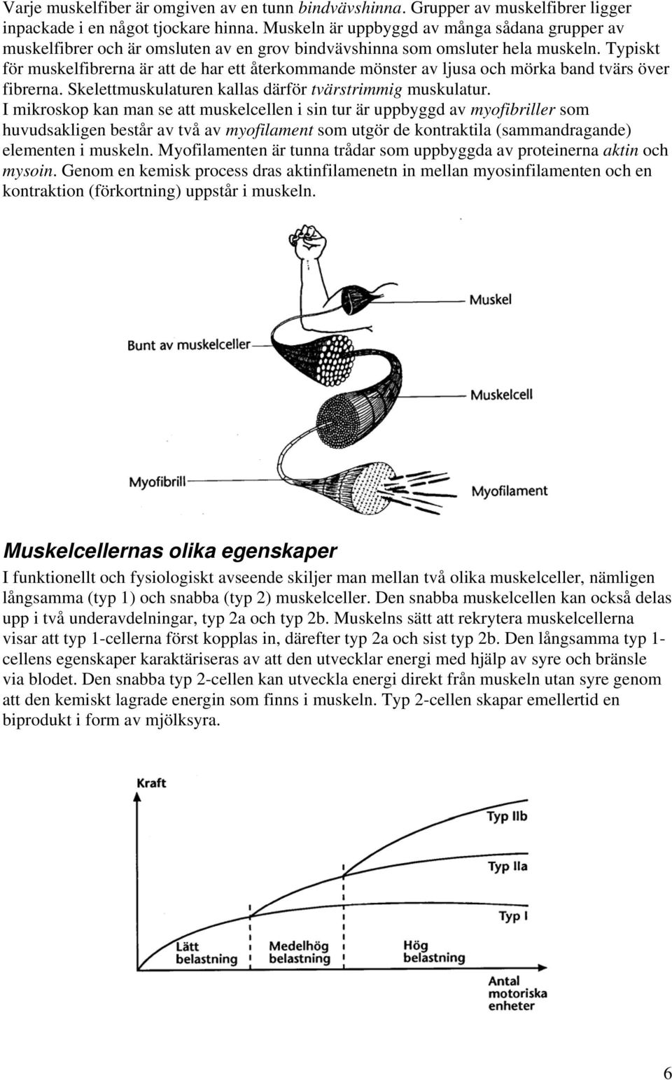 Typiskt för muskelfibrerna är att de har ett återkommande mönster av ljusa och mörka band tvärs över fibrerna. Skelettmuskulaturen kallas därför tvärstrimmig muskulatur.