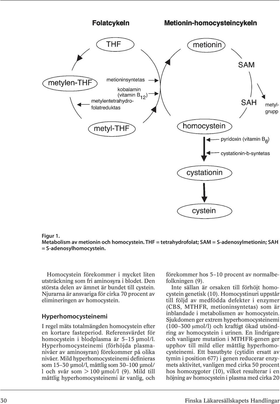 Njurarna är ansvariga för cirka 70 procent av elimineringen av homocystein. Hyperhomocysteinemi I regel mäts totalmängden homocystein efter en kortare fasteperiod.