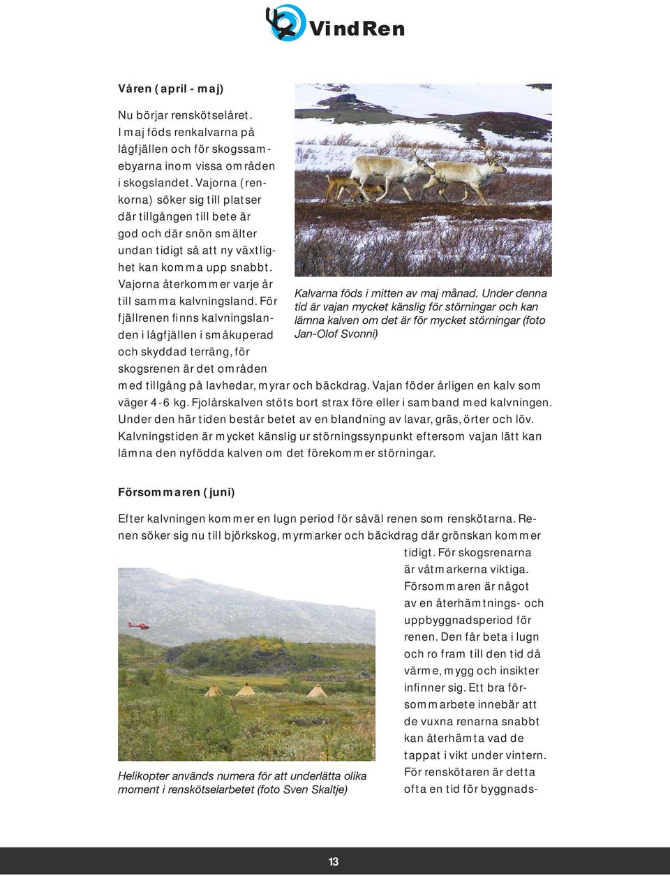 Vajorna återkommer varje år till samma kalvningsland.