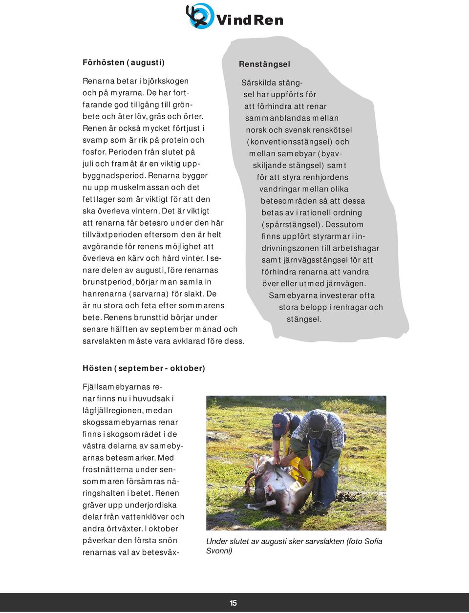 Perioden från slutet på mellan samebyar (byavskiljande stängsel) samt juli och framåt är en viktig uppbyggnadsperiod.