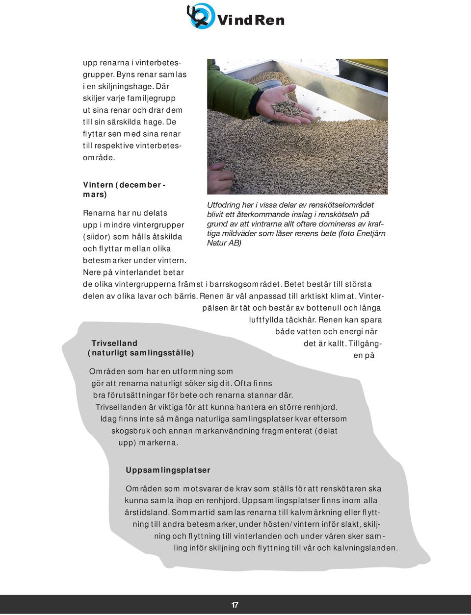 Vintern (december - mars) Renarna har nu delats upp i mindre vintergrupper (siidor) som hålls åtskilda och flyttar mellan olika betesmarker under vintern.
