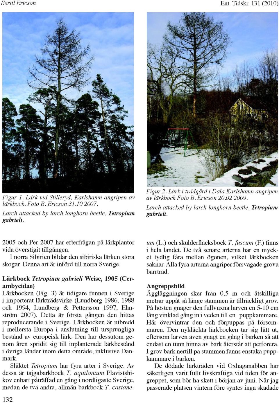 2005 och Per 2007 har efterfrågan på lärkplantor vida överstigit tillgången. I norra Sibirien bildar den sibiriska lärken stora skogar. Denna art är införd till norra Sverige.