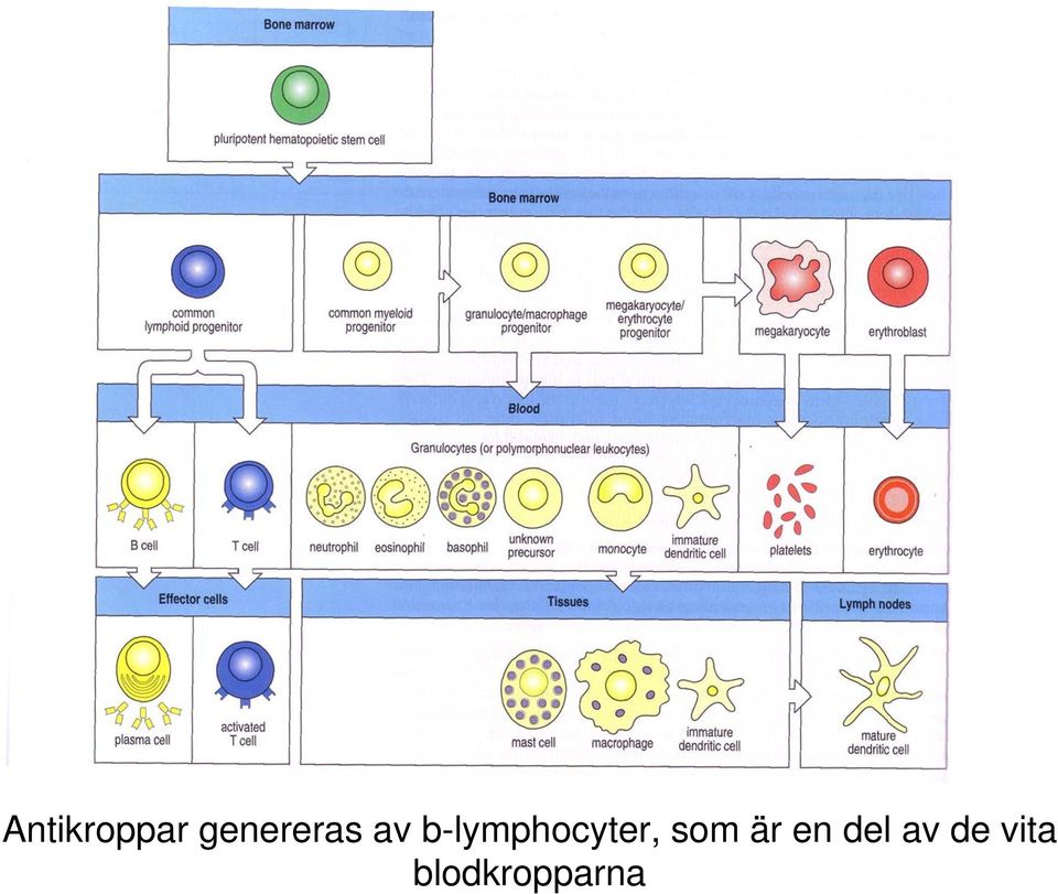 b-lymphocyter, som