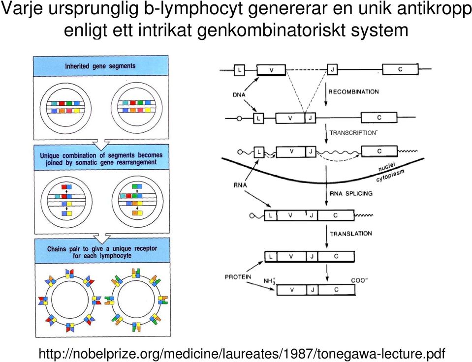 genkombinatoriskt system http://nobelprize.