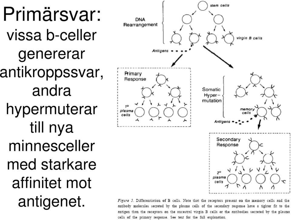 hypermuterar till nya