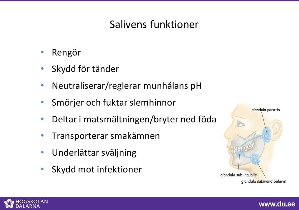 slemhinnor Deltar i matsmältningen/bryter ned föda