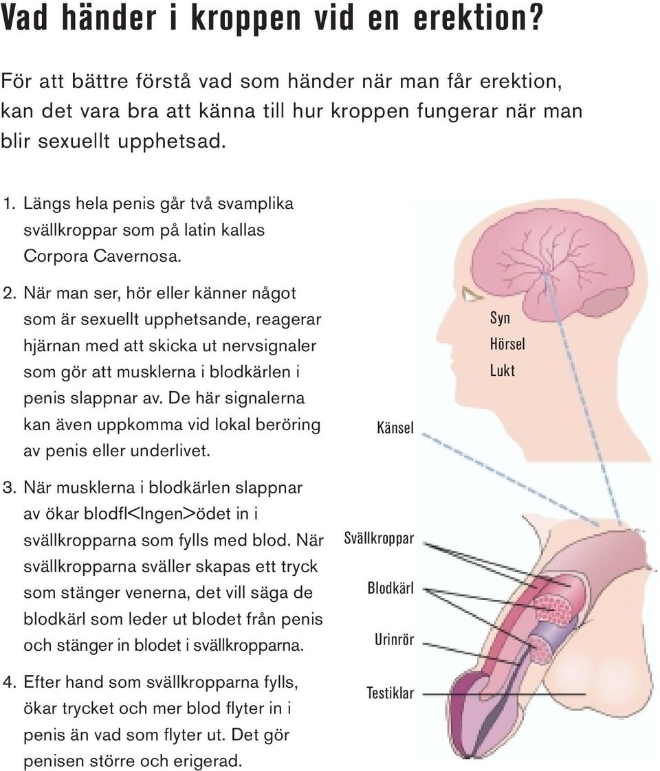 När man ser, hör eller känner något som är sexuellt upphetsande, reagerar hjärnan med att skicka ut nervsignaler som gör att musklerna i blodkärlen i penis slappnar av.