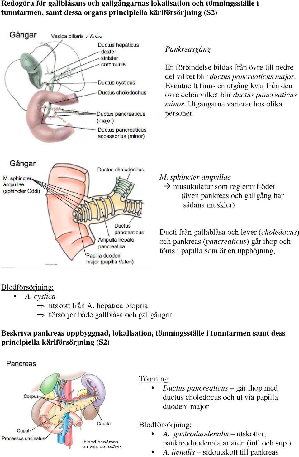 sphincter ampullae musukulatur som reglerar flödet (även pankreas och gallgång har sådana muskler) Ducti från gallablåsa och lever (choledocus) och pankreas (pancreaticus) går ihop och töms i papilla