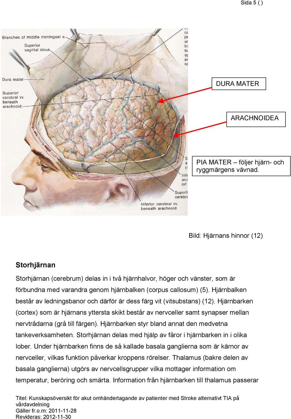 Hjärnbalken består av ledningsbanor och därför är dess färg vit (vitsubstans) (12).