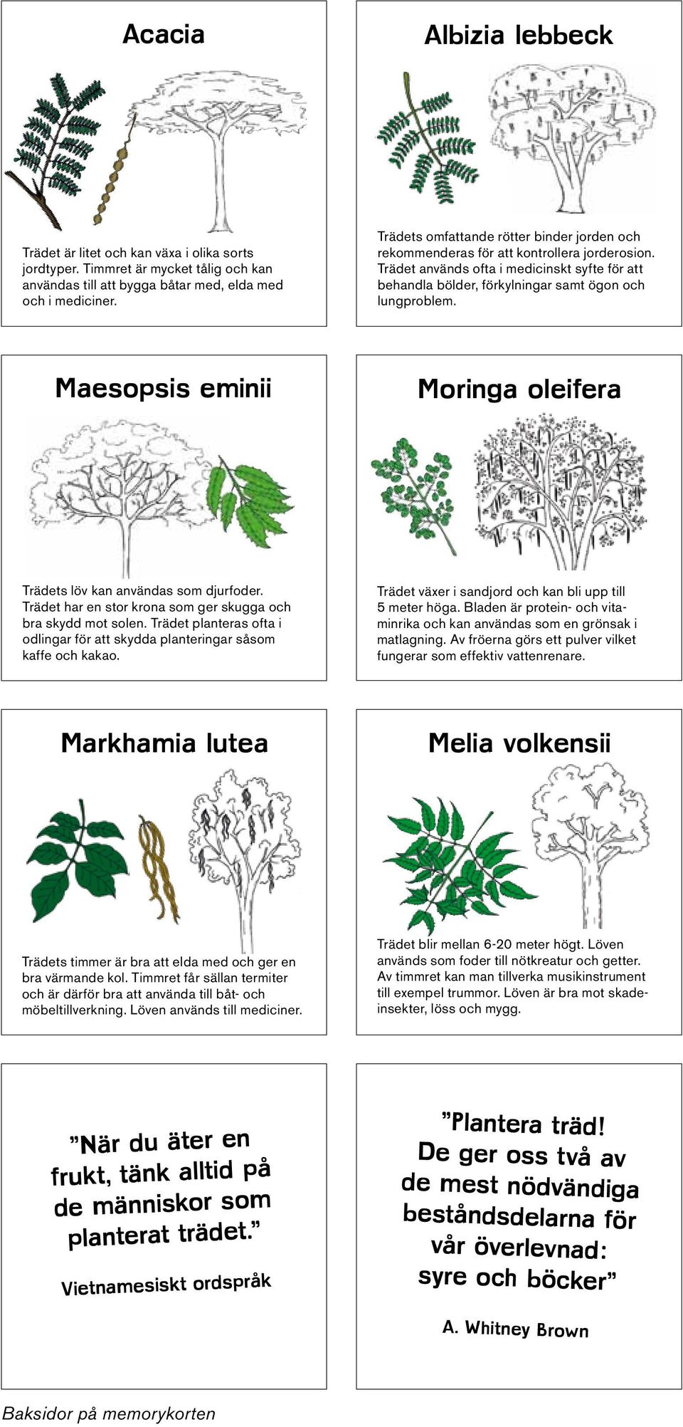 Maesopsis eminii Moringa oleifera Trädets löv kan användas som djurfoder. Trädet har en stor krona som ger skugga och bra skydd mot solen.