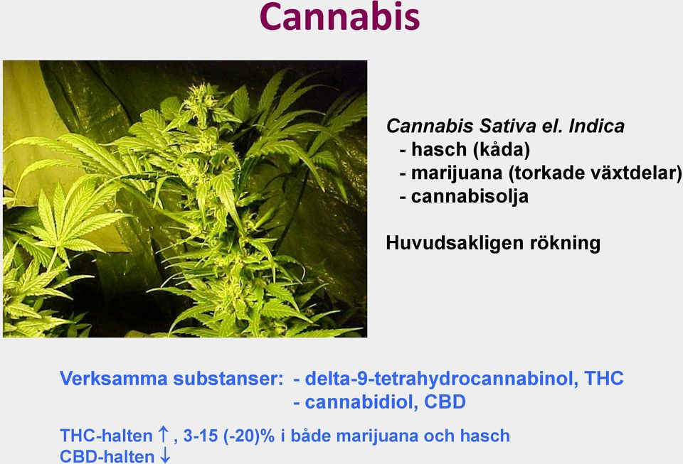 cannabisolja Huvudsakligen rökning Verksamma substanser: -