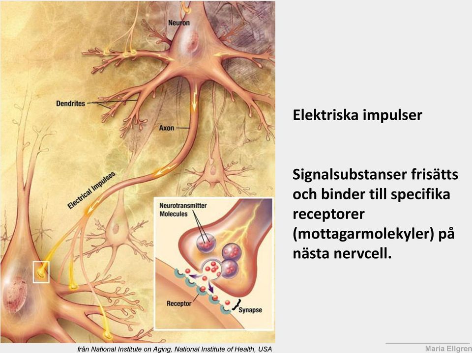 (mottagarmolekyler) på nästa nervcell.