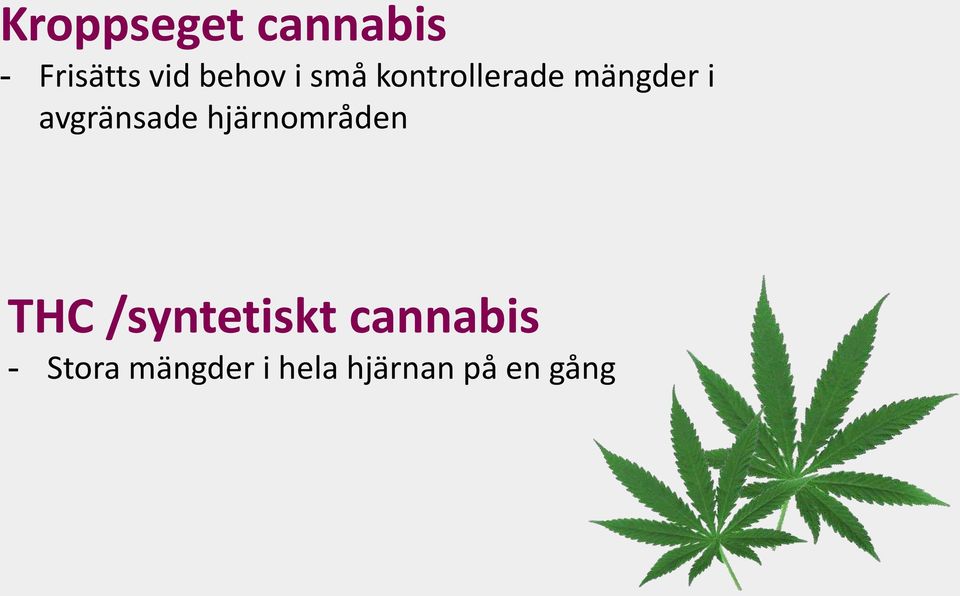 hjärnområden THC /syntetiskt cannabis -