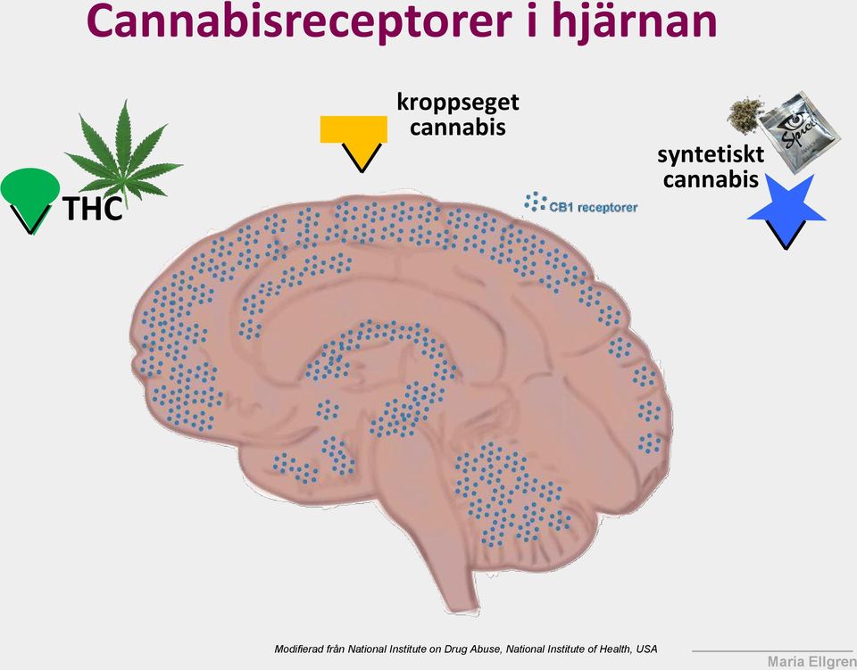 hjärna marijuana tonåring