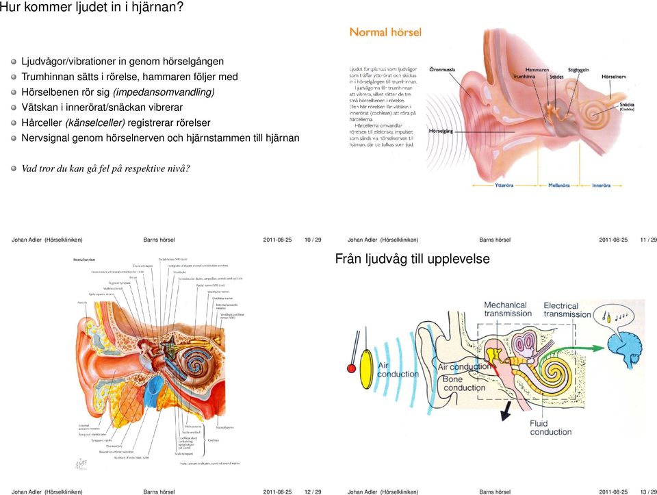 Hörselbenen rör sig (impedansomvandling) Vätskan i innerörat/snäckan vibrerar Hårceller (känselceller)