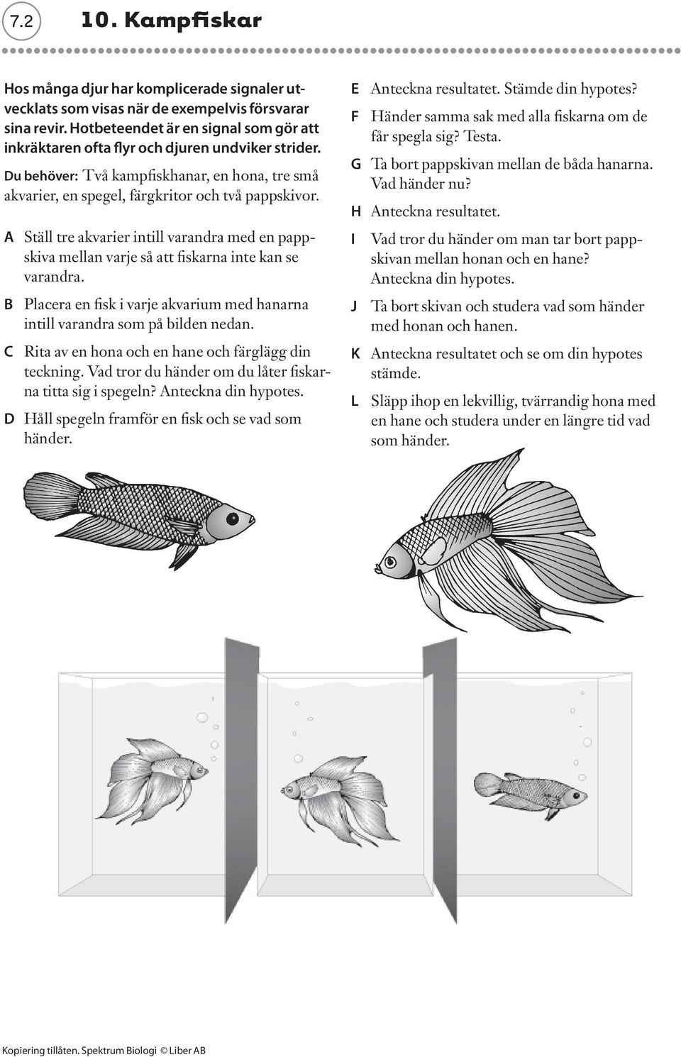 A Ställ tre akvarier intill varandra med en pappskiva mellan varje så att fiskarna inte kan se varandra. B Placera en fisk i varje akvarium med hanarna intill varandra som på bilden nedan.