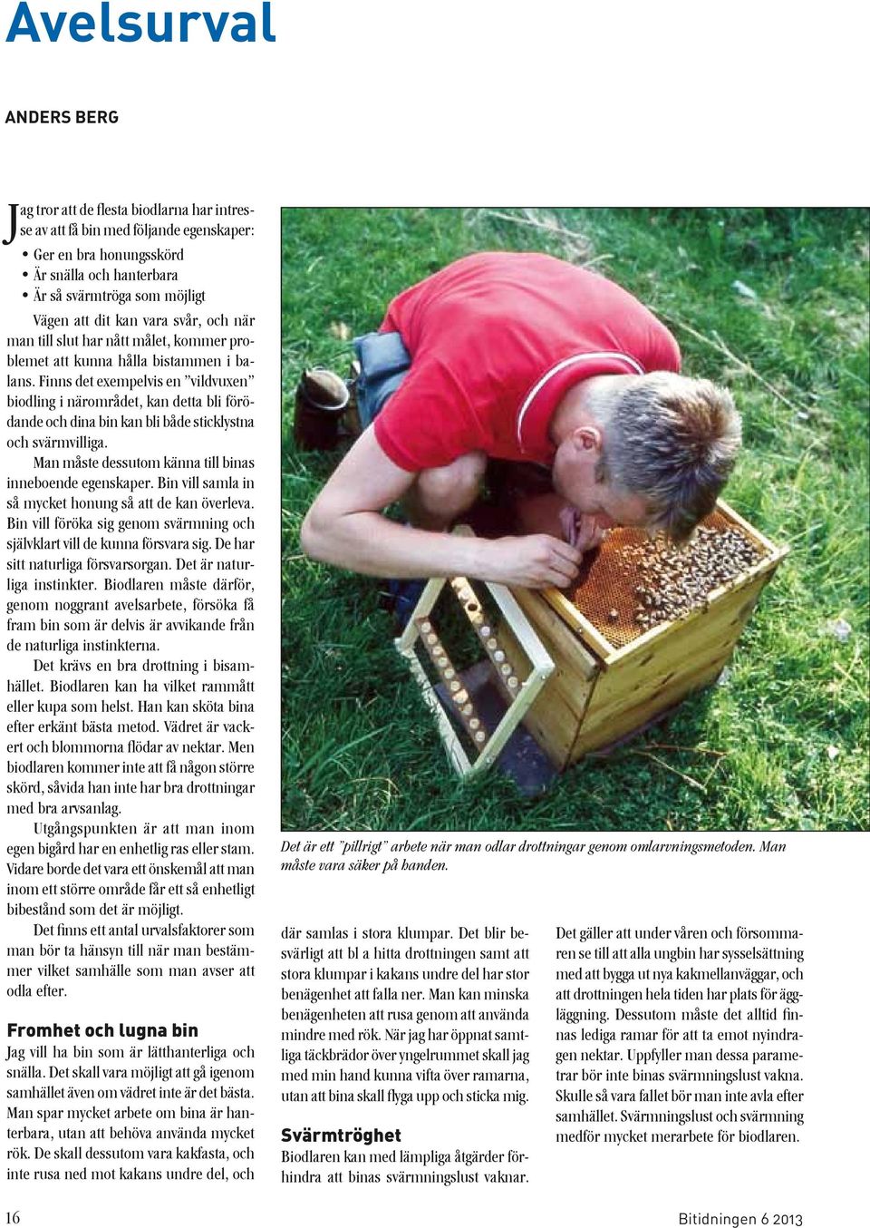 Finns det exempelvis en vildvuxen biodling i närområdet, kan detta bli förödande och dina bin kan bli både sticklystna och svärmvilliga. Man måste dessutom känna till binas inneboende egenskaper.