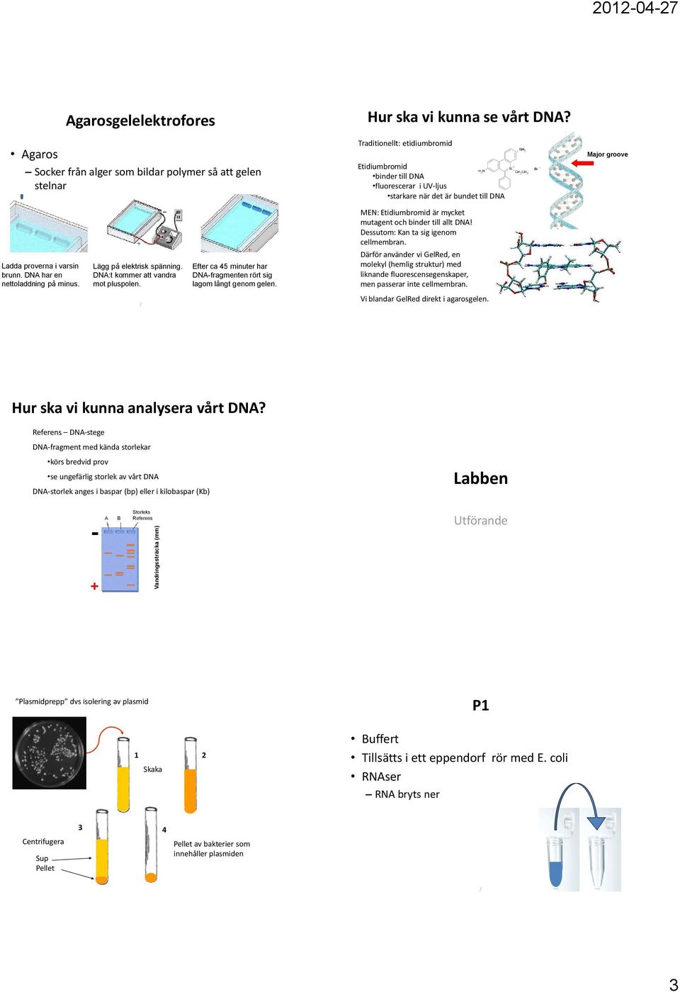 Dessutom: Kan ta sig iom cellmembran. Ladda proverna i varsin brunn. DNA har en nettoladdning på minus. Lägg på elektrisk spänning. DNA:t kommer att vandra mot pluspolen.