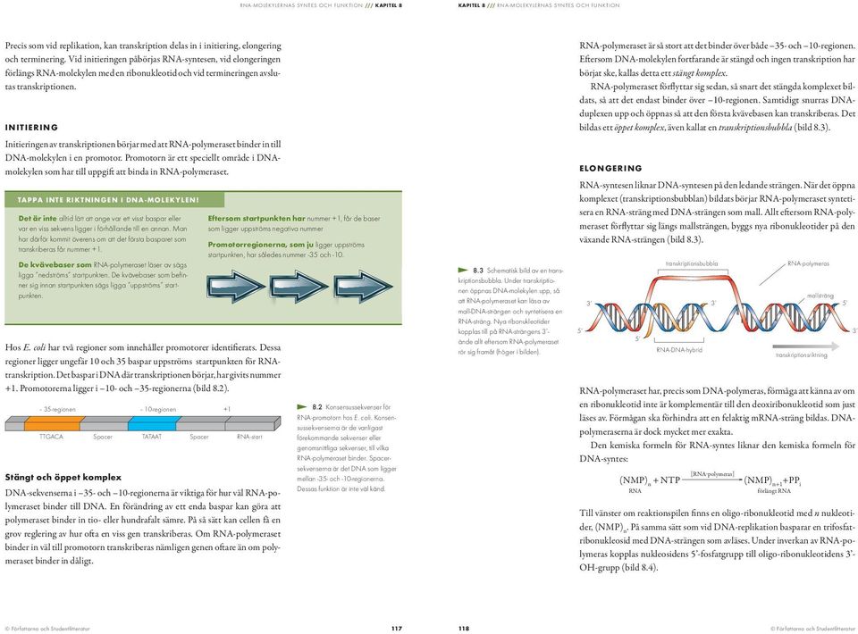 NTERN nitieringen av transkriptionen börjar med att RN-polymeraset binder in till DN-molekylen i en promotor.