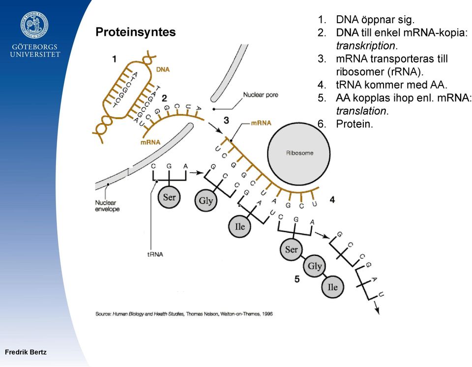 mrna transporteras till ribosomer (rrna). 4.