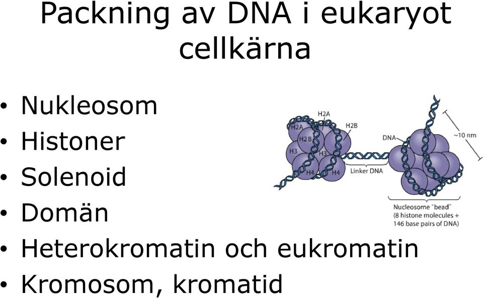 Solenoid Domän Heterokromatin