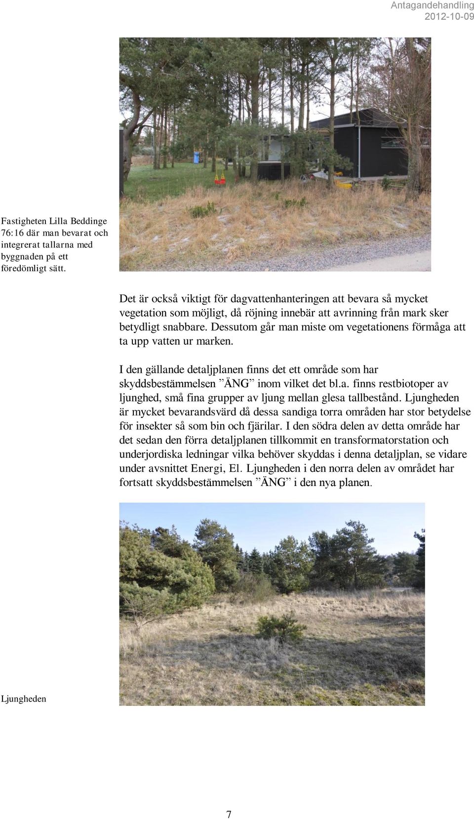 Dessutom går man miste om vegetationens förmåga att ta upp vatten ur marken. I den gällande detaljplanen finns det ett område som har skyddsbestämmelsen ÄNG inom vilket det bl.a. finns restbiotoper av ljunghed, små fina grupper av ljung mellan glesa tallbestånd.