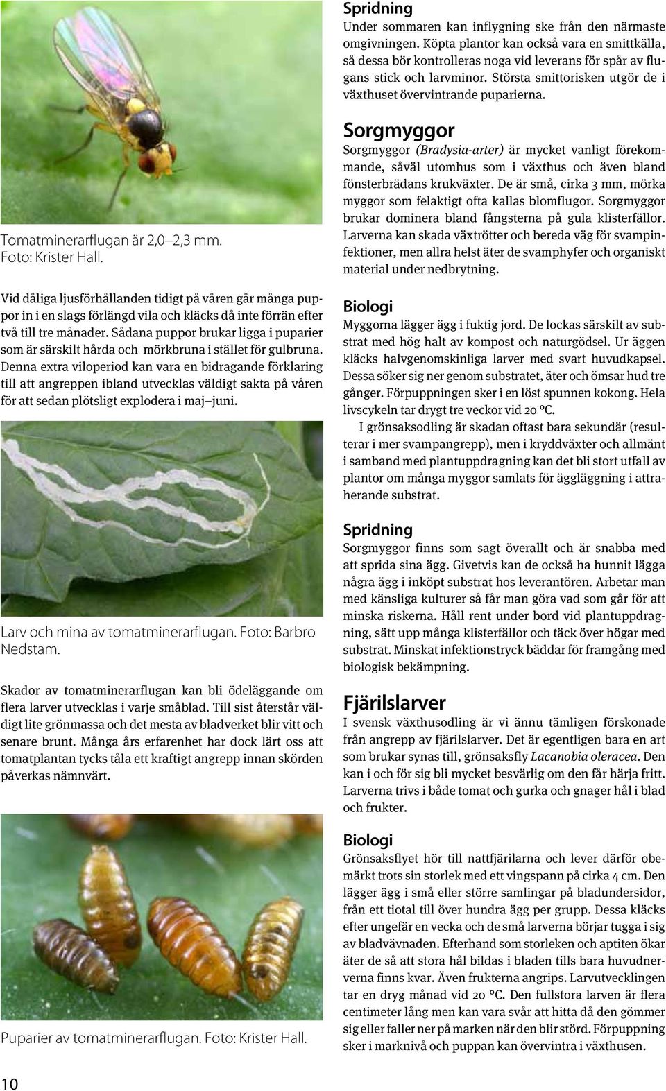 Tomatminerarflugan är 2,0 2,3 mm. Foto: Krister Hall. Vid dåliga ljusförhållanden tidigt på våren går många puppor in i en slags förlängd vila och kläcks då inte förrän efter två till tre månader.