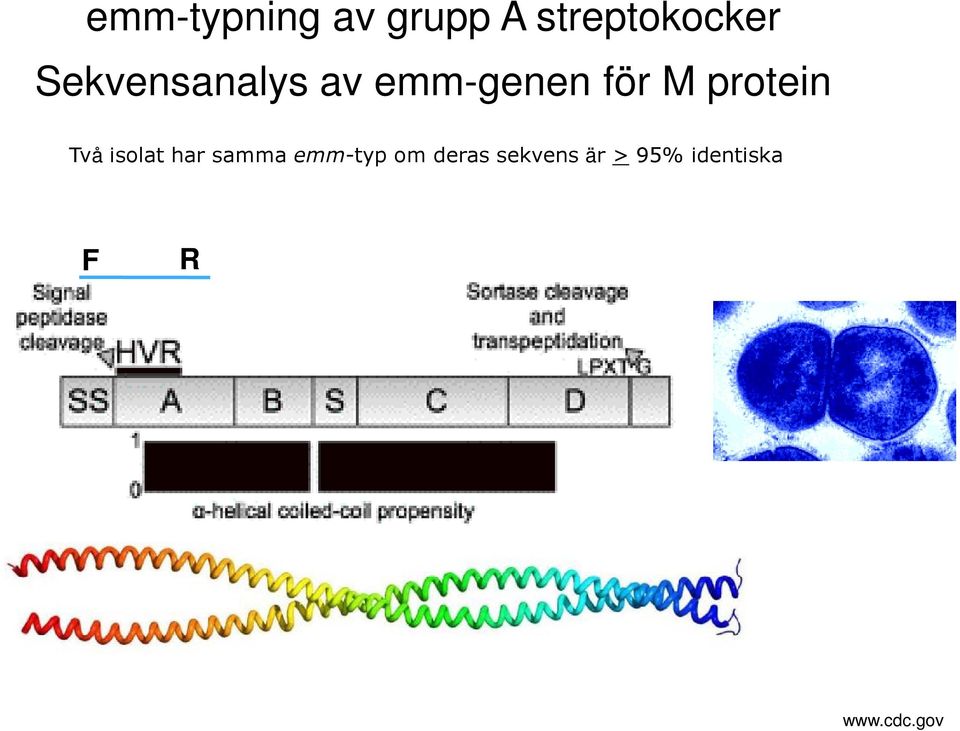 protein Två isolat har samma emm-typ om