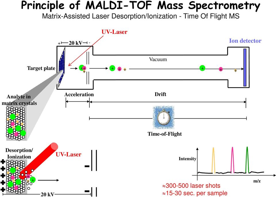 Target plate ++ + + + + + + + Analyte in matrix crystals Acceleration Drift