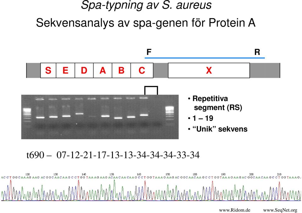 F R S E D A B C X Repetitiva segment (RS) 1 19