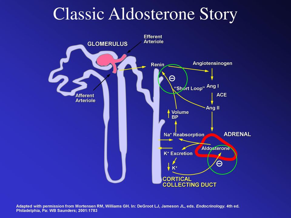 Aldosterone K + CORTICAL COLLECTING DUCT Adapted with permission from Mortensen RM,