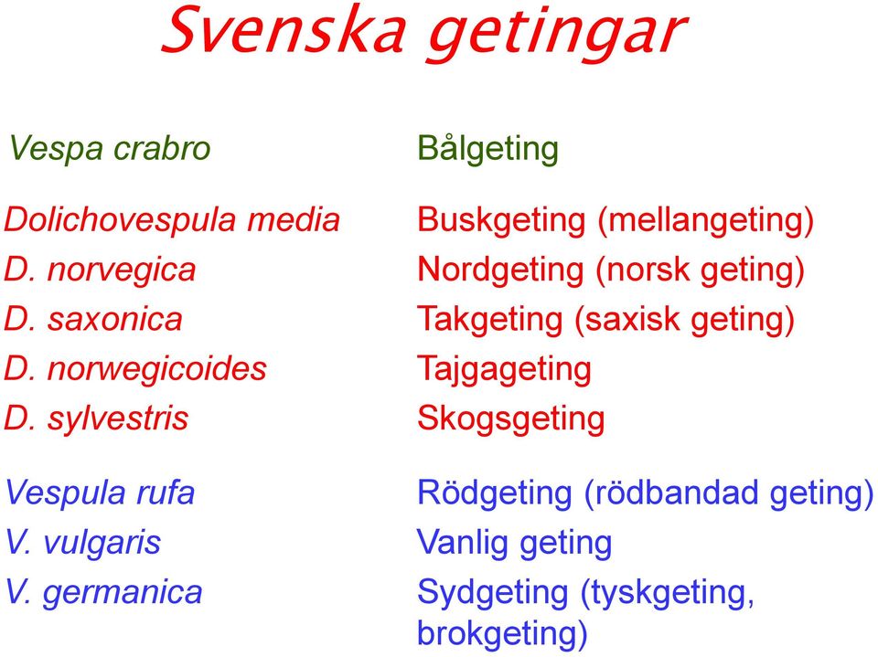 saxonica Takgeting (saxisk geting) D. norwegicoides Tajgageting D.