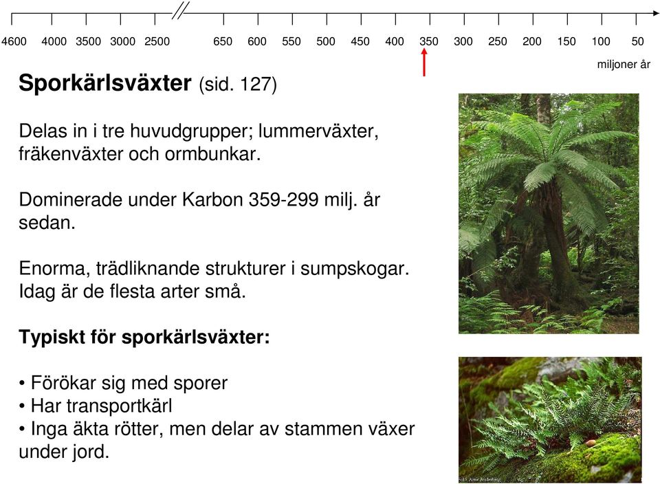 Dominerade under Karbon 359-299 milj. år sedan.