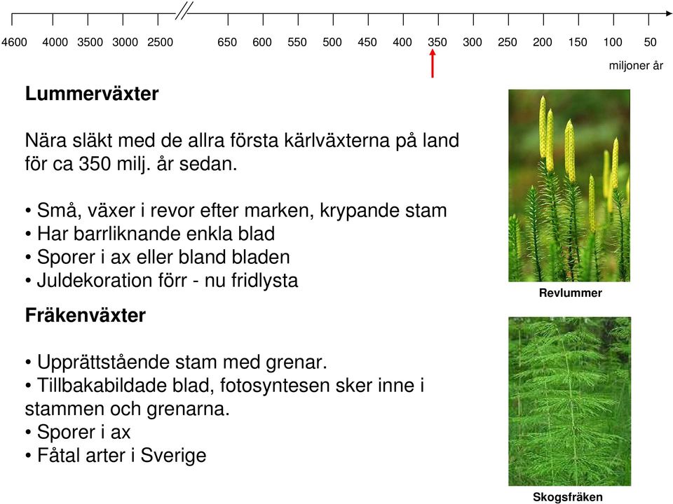 bladen Juldekoration förr - nu fridlysta Fräkenväxter Revlummer Upprättstående stam med grenar.