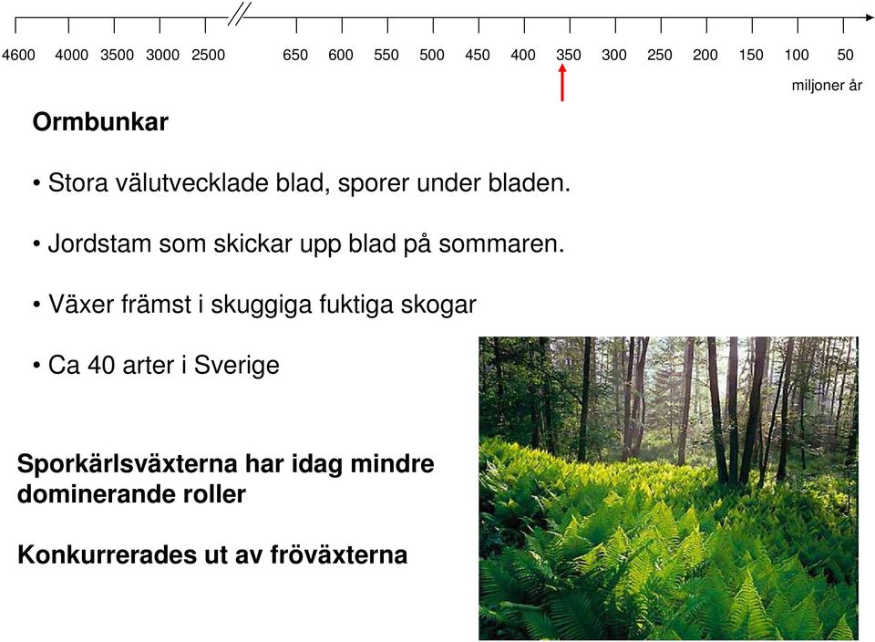 Växer främst i skuggiga fuktiga skogar Ca 40 arter i Sverige