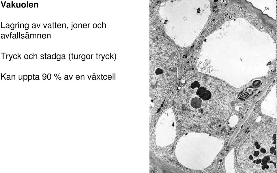 Tryck och stadga (turgor