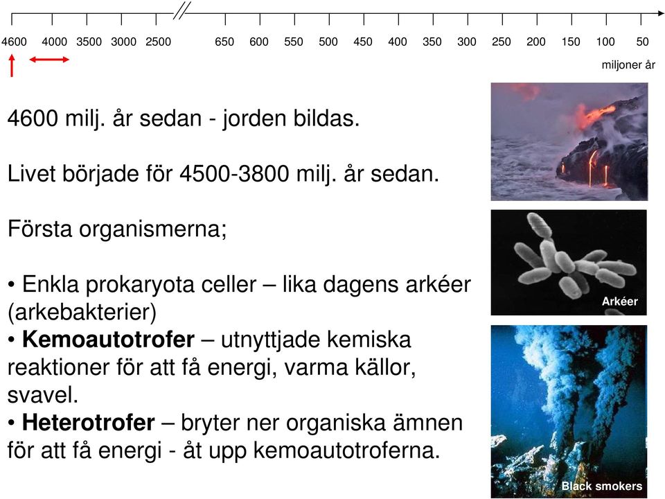 Första organismerna; Enkla prokaryota celler lika dagens arkéer (arkebakterier)