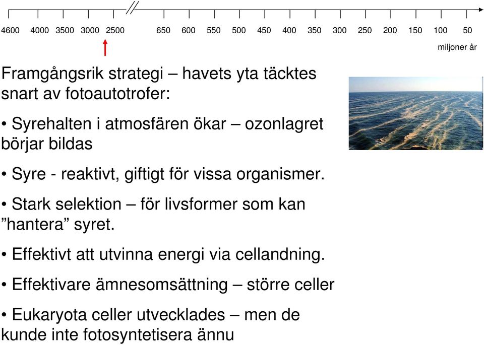 Stark selektion för livsformer som kan hantera syret.