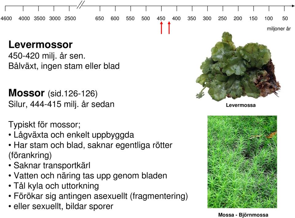 år sedan Typiskt för mossor; Lågväxta och enkelt uppbyggda Har stam och blad, saknar egentliga rötter