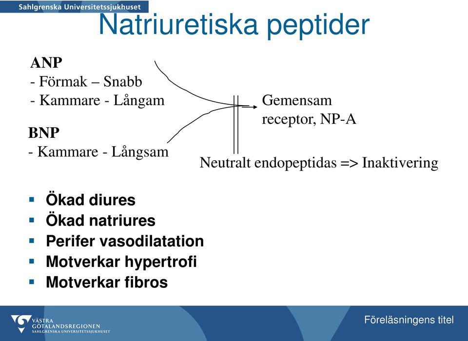 Neutralt endopeptidas => Inaktivering Ökad diures Ökad